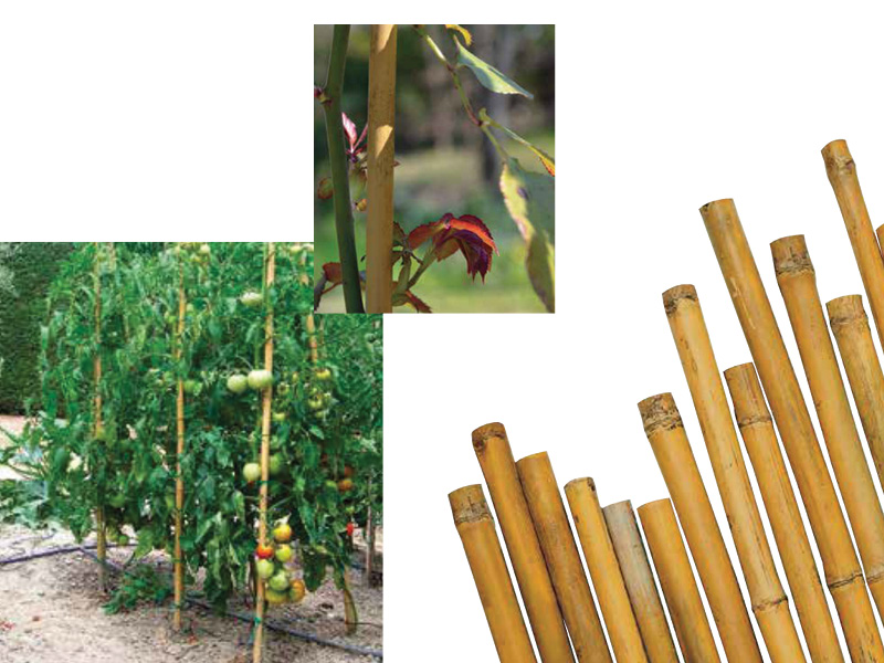 CANNA BAMBOO RAMPICANT D.22-24 H180 (50